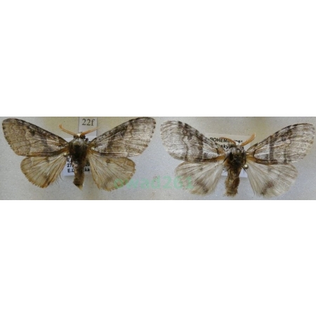 Calliteara pudibunda (Linnaeus, 1758) 2xmale Szczotecznica szarawka Czech22f